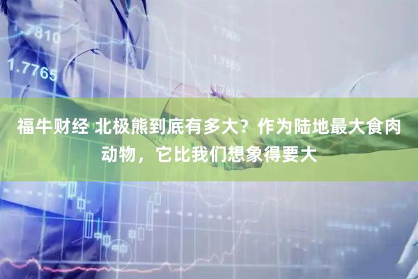 福牛财经 北极熊到底有多大？作为陆地最大食肉动物，它比我们想象得要大